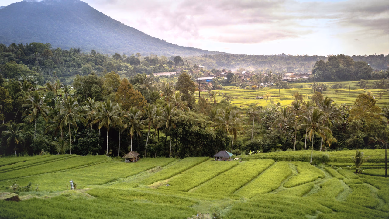 Rice terraces and palm trees across the Sidemen countryside, with a mountain behind the valley